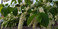 Цветущая черемуха сулит похолодание в Оренбуржье, синоптики прогнозируют до +25 градусов - Газета Илецкая Защита